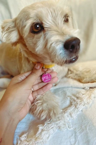 Como comprar en la web